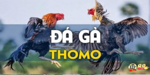 Cách chơi đá gà thomo – Hướng dẫn chi tiết cho người mới bắt đầu